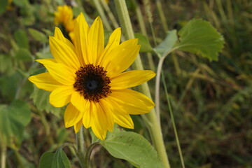 Sunflower natural background, Sunflower blooming, Sunflower oil improves skin health and promote cell regeneration