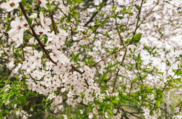 Cherry blossom tree in full bloom – springtime beauty, Japanese tradition, and nature's renewal