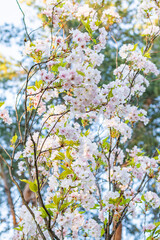 Tall cherry tree with clusters of white blossoms blooming against soft blue sky, spring season botanical scene.
