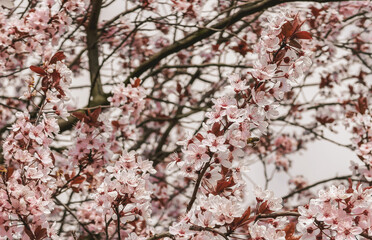 Cherry blossom tree in full bloom – springtime beauty, Japanese tradition, and nature's renewal