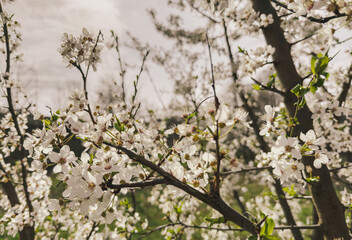 Blooming fruit tree with jasmine flowers – spring awakening, natural harmony, and orchard beauty