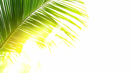 Fototapeta premium Vibrant Green Palm Leaves with Sunlit Glow on White Background Close up