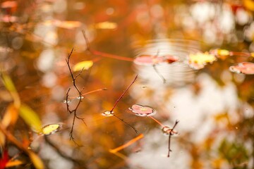abstract image of autumn branches and leaves reflected in a pond