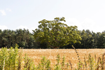 the haunting ruins of Crawford Priory, hidden in the Scottish countryside. This abandoned Gothic...