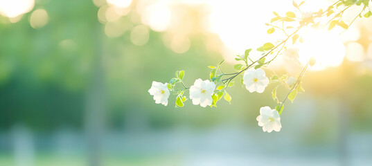 Obraz premium White Blossom Flowers with Soft Sunlight Shining Through Green Leaves in a Garden Landscape