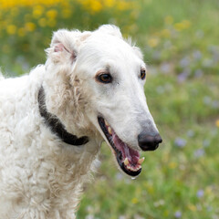Fototapeta premium Head of a white Russian greyhound dog outdoors