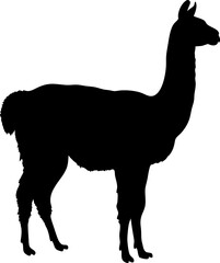 Fototapeta premium Llama Silhouette: South American Camelid Outline