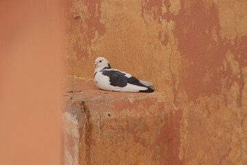 A white and black pigeon sitting on a house