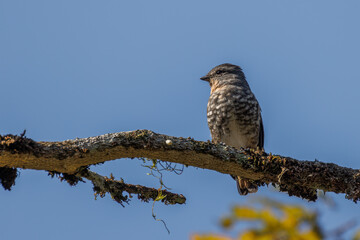 A small bird enjoying the morning sun perched on a tree trunk