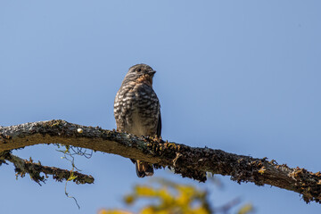 A small bird enjoying the morning sun perched on a tree trunk