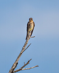 A tiny swallow rests on top of a tree branch