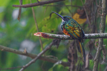 A colorful bird, with a large beak, rests on a tree branch