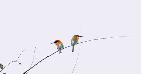 Two colorful beeeater birds perched on thin branch, plain sky backdrop, exotic birdwatching focus.