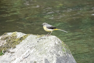A Grey Wagtail bird (Motacilla cinerea) resting on a rock by a river