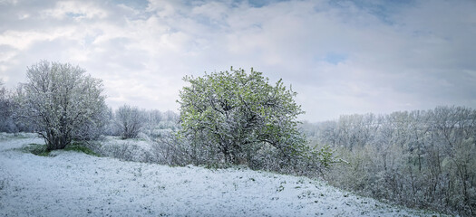 Snowy spring landscape with trees and grass covered with fresh snow, aster a snowstorm in April....
