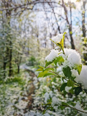 Close-up of a budding branch with small green leaves covered in fresh snow. Vibrant forest greenery after a snowstorm in April. Unusual weather of late spring snowfall, nature resilience concept