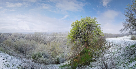 Snowy spring landscape with trees and grass covered with fresh snow, aster a snowstorm in April. The overcast sky casts a serene and subdued atmosphere, contrasting the white with touches of greenery