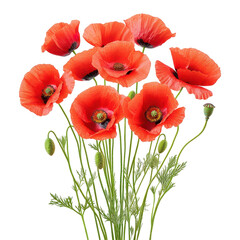 Fototapeta premium Red Poppies Bouquet: A vibrant bouquet of red poppies, their delicate petals unfurled in full bloom, creates a striking image against a clean background.