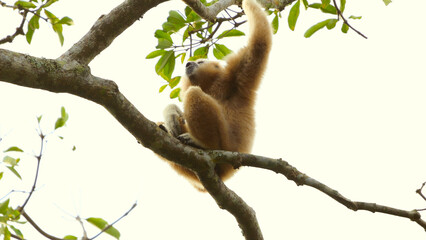 Gibbon monkey sitting on tree branch against sky background, singing song. Lar gibbon or Hylobates lar, white-handed gibbon