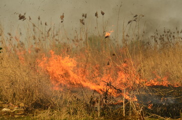 fire burn grass