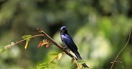 Lesser rackettailed drongo perched on branch in vibrant green jungle, Thailand. Wild bird in natural habitat, Kaeng Krachan National Park.