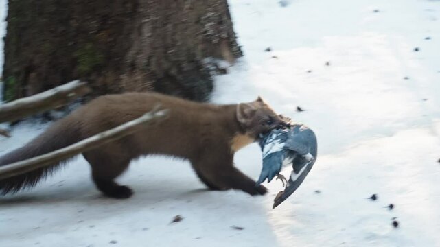 Marten caught prey in a snowy forest