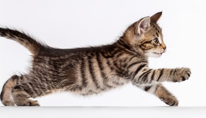 Obraz premium striped kitten in a jump isolated white background