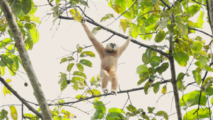 Gibbon hanging from tree branch in lush forest canopy, screaming. Lar gibbon or Hylobates lar, white-handed gibbon