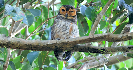 Owl perched on tree branch, lush green forest environment, Spotted WoodOwl, wildlife focus.