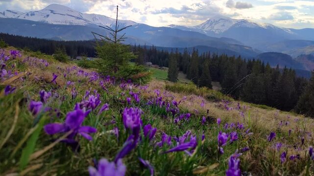 Many crocus flowers blooming in spring on the meadow in Carpathian mountains, Ukriane
