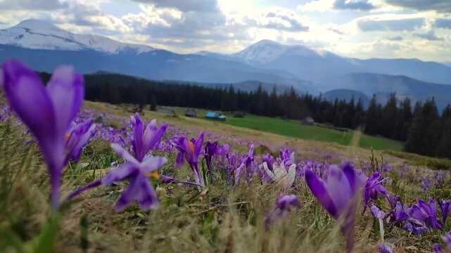 Many crocus flowers blooming in spring on the meadow in Carpathian mountains, Ukriane