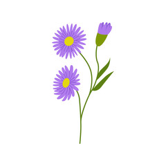 Aster flower branch with leaves on isolated background. Vector flat botanical illustration. 