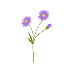 Aster flower branch with leaves on isolated background. Vector flat botanical illustration. 