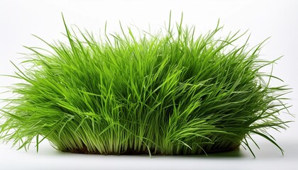 Fototapeta premium clump of green grass on a white background