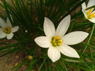 white spring flowers