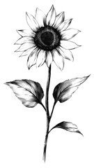 PNG Sunflower sunflower drawing sketch.