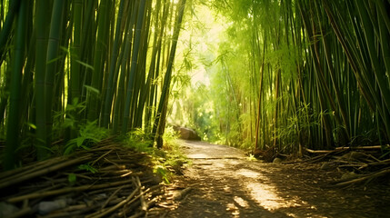 Enchanting sunlight filters through a serene bamboo forest pathway