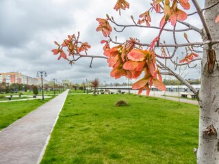 young pink-red maple seeds in the park on a cold rainy cloudy spring day