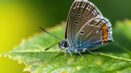 Obraz premium Photo of a small butterfly on a green leaf.