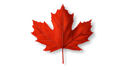 Vibrant Red Maple Leaf Against White Background