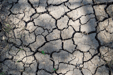 Cracked dry mud, close up