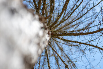 Baumstamm aus der Froschperspektive mit &Auml;sten