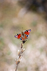Tagpfauenauge Schmetterling auf Pflanze