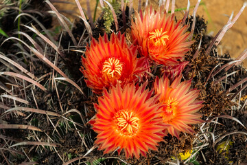 Orange barrel cactus flowers.