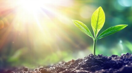 A vibrant green seedling sprouts from rich soil bathed in bright sunlight showcasing new growth and life.
