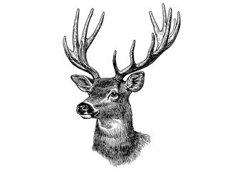 Deer fawn. Vintage retro print, black white deer fawn sketch ink pencil style drawing, engrave old school. Sketch artwork silhouette reindeer, fawn. Side view profile. Illustration