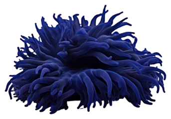 PNG Dark blue sea anemone white background invertebrate clothing.