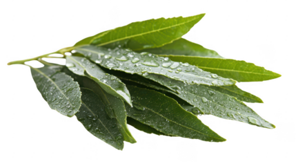 Aromatic bay leaves covered in fresh water droplets against a dark backdrop