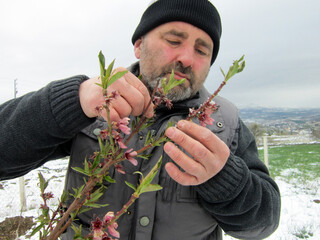            Agronomist showing young tree flowers covered with snow during an unexpected spring frost in the garden                                                   