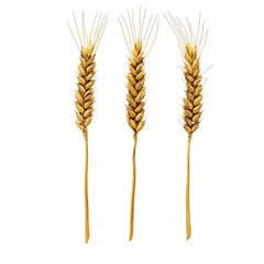 Wheat ears arranged in three distinct positions on a dark background showcasing their natural texture, Wheat ears, three ears wheat in different positions